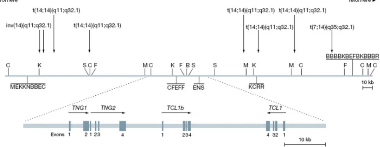 Figure  4:  Genomic organization of the human TCL1 gene locus (modified from(Pekarsky et al.,  2001)