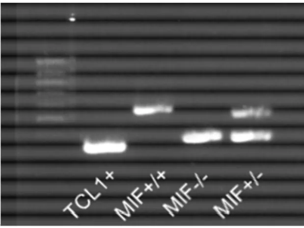 Figure 13: Genotyping of the TCL and MIF status. Gel of a genotyping PCR. Lane 1 shows the  amplification product of TCL1 specific primers (300 bp), lane 2 the product of the MIF wildtype  allele (544 bp), and lane 3 the product of the MIF knockout allele 