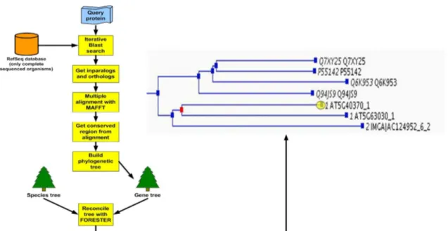 Figure 7: New SIFTER pipeline. The goal was to improve the phylogenetic tree which is used as input for SIFTER