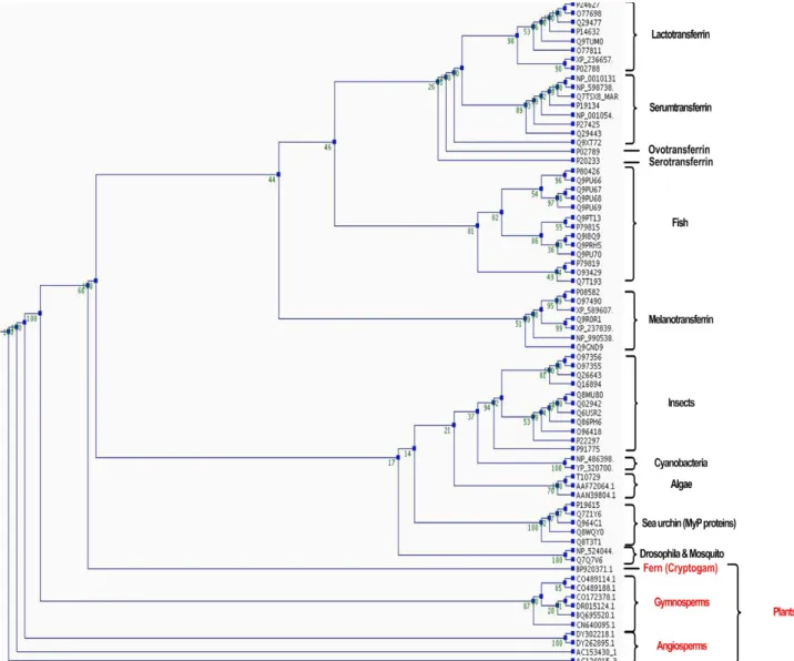 Figure 14: Phylogenetic tree of the first transferrin domain of proteins from Lambert et al