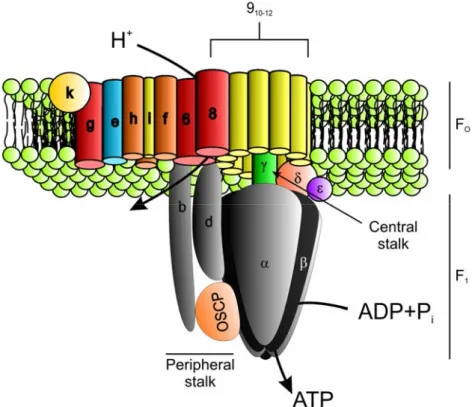 Figure 1 Schematic model of the F 1 F O -ATP synthase of S. cerevisiae (Adapted from Ackerman and Tzagoloff, 2005) 