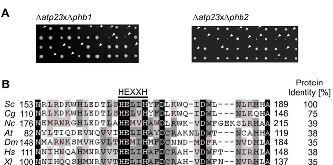 Figure 7 Prohibitins are synthetically lethal with the gene encoding the metallopeptidase Atp23 A Tetrads  derived from a diploid strain heterozygous for ATP23 and PHB1 or ATP23 and PHB2  deletions were  dissected