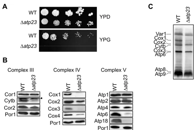 Figure 9 Atp23 is essential for respiratory growth. A Serial dilutions of wild-type (WT) and  Δ atp23 cells were spotted on YPD and YPG plates