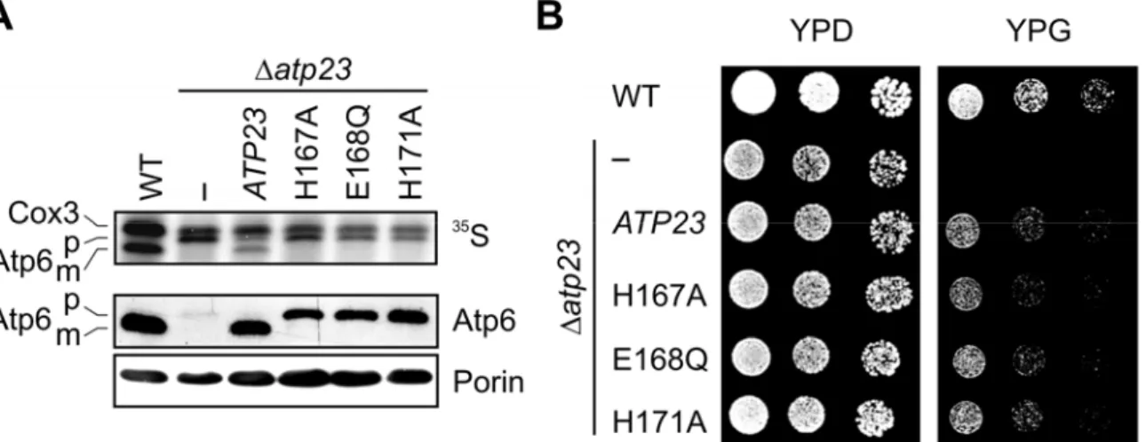 Figure 10 Atp6 processing depends on the proteolytic motif of Atp23. A Mitochondrial protein synthesis was carried out in organello in the presence of  35 S-methionine in isolated mitochondria from wild-type and mutant strains