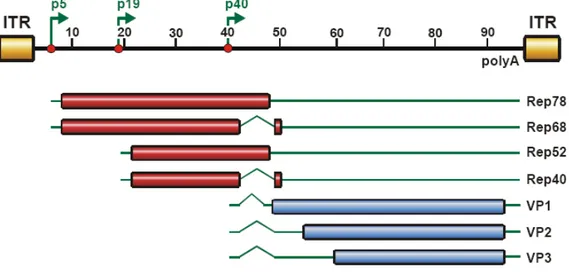 Figure 2: Organisation of the AAV2 genome and gene products. Two ORFs rep and cap are  expressed under the control of three promoters p5, p19 (rep) and p40 (cap) named after their  map unit position in the 4675 bp genome that is divided into 100 map units