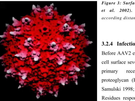 Figure 3: Surface topology of AAV-2 (Xie  et al. 2002). The capsid is colored  according distance from the viral center