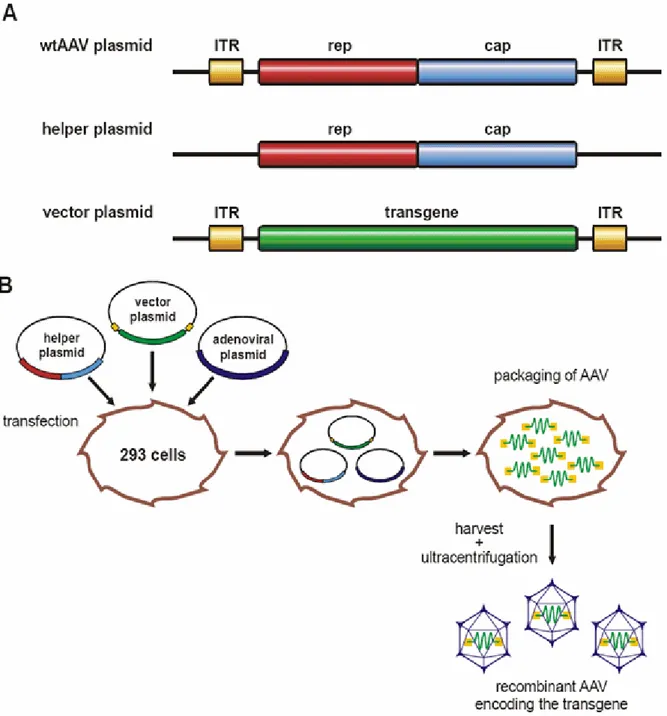 Figure 4: Production of adeno virus free rAAV vectors. HEK293 cells are transfected with  three plasmids carrying rep and cap genes without ITRs in trans on a helper plasmid,  adenoviral helper functions on a adenoviral plasmid and the desired transgene fl
