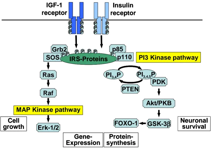 Fig. 1-2 Illustration of IGF-1R/IR signaling cascade 