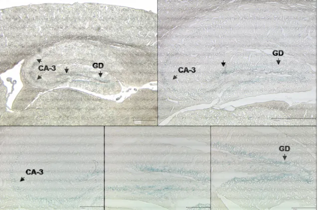 Fig. 3-4 β-galactosidase staining representing Cre recombinase activity in the hippocampal  formation of synCre lacZ reporter mice  