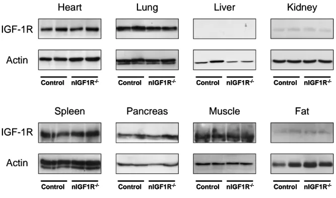 Fig. 3-7  Western blot analysis of IGF-1R protein expression in peripheral tissues 