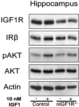 Fig. 3-8  Western blot analysis of IGF-1R expression of Hippocampus and Cortex