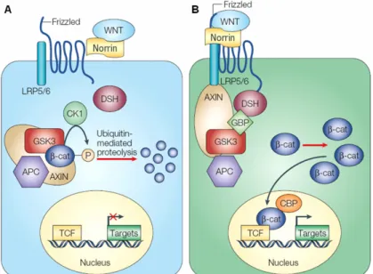 Abb.  1.2:  Schematische  Darstellung der kanonischen WNT/NDP-Signaltransduktion  in  der  klassischen  Abfolge  von  Protein-Protein-Interaktionen