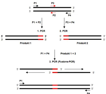 Abb. 2.3: Schematische Darstellung des Prinzips einer PCR-Mutagenese 