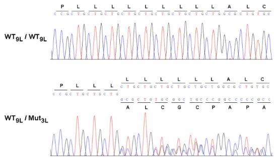 Abb.  3.3:  Elektropherogramme  eines  Ausschnitts der  direkten  Sequenzierung  der genomischen  PCR-Produkte  von  Exon 1  in  LRP5