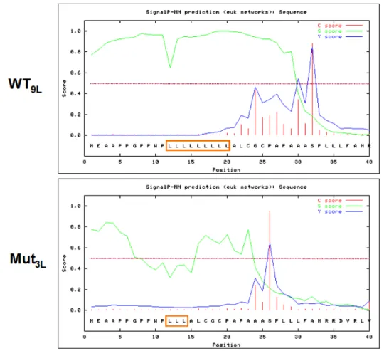 Abb. 3.4: In silico Analyse des LRP5-Signalpeptids. Der N-Terminus mit den ersten 40 Aminosäuren des LRP5- LRP5-Wildtyp-Allels  (WT 9L )  bzw