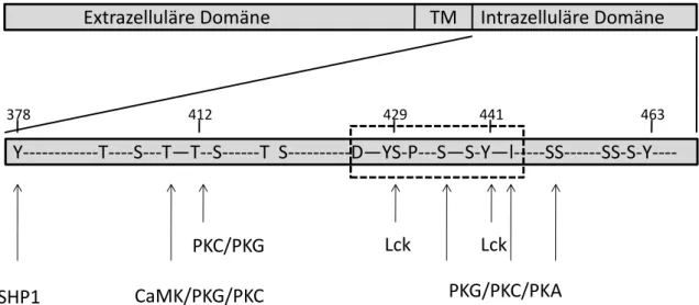 Abbildung  1.2:  Schematische  Darstellung  von  CD5  und  den  möglichen  Phosphorylierungsmotiven