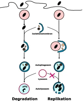 Abbildung E1: Autophagie ermöglicht die Eliminierung oder das Überleben intrazellulärer Bakterien