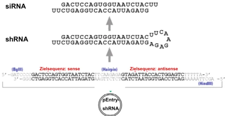 Abbildung M2: Transkription des pEntry-shRNA Konstruktes zu funktionellen siRNAs 