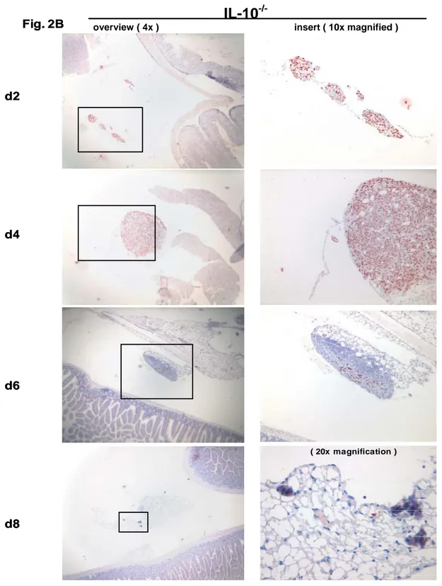Figure 2. Immunohistochemical detection of TAg-expressing mKSA tumor cells in intraabdominal  tissues of TAg-immune mice at various times after challenge