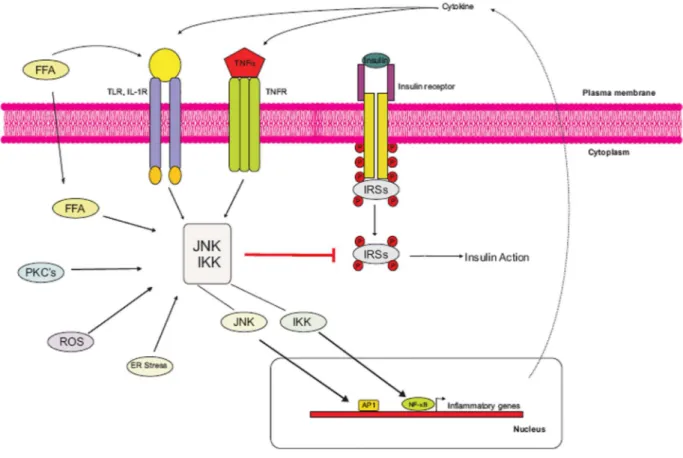 Fig 2. Mechansims for inhibition of insulin signaling by inflammation under obesity 