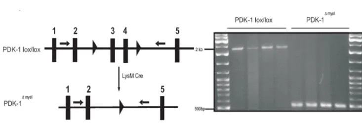 Fig  4.  Schematic  representation  of  generation  macrophage  specific  PDK-1  deletion  and  confirmation  deleted  exons  in  myeloid  cells  by  deletion  PCR