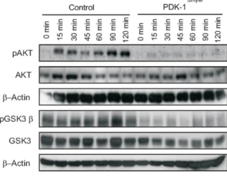 Fig 12. Impaired PI3kinase mediated signaling in PDK-1 deficient myeloid cells. 
