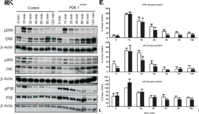 Fig 13. Myeloid restricted PDK-1 deficiency does not alter MAPK activity under LPS stimulation