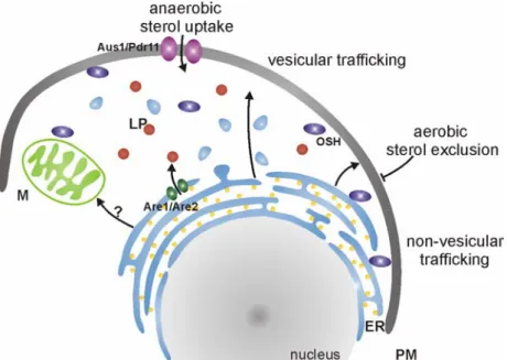Figure 1.2 Uptake and trafficking of cellular ergosterol. Uptake of exogenous sterol in  yeast is only facilitated under anaerobic conditions by the two ATP-binding cassette  transporters Aus1 and Pdr11 localised to the plasma membrane (PM)
