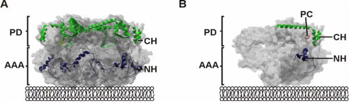 Figure 1.5 Initial substrate binding sites of the i-AAA protease.  (A) Within the  cylindrical structure of the AAA protease (grey) the substrate binding sites are exposed in a  lattice like assembly at the outer surface of the protease