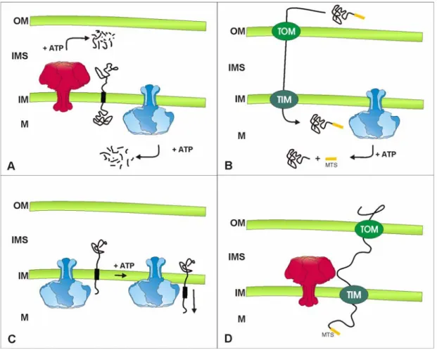 Figure 1.6 Versatile functions of the  i - and  m -AAA proteases of mitochondria. (A)  Quality control surveillance