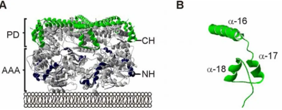 Figure 3.1 CH-and NH-regions within the structure of the i-AAA protease Yme1. 