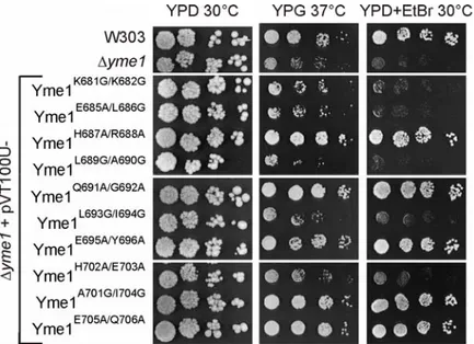 Figure 3.2 In vivo activity of CH-mutant variants of the i-AAA protease Yme1. 