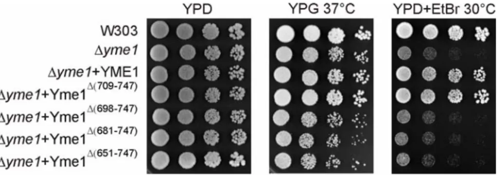Figure 3.5 In vivo activity of C-terminal truncation mutants of the i-AAA protease  Yme1