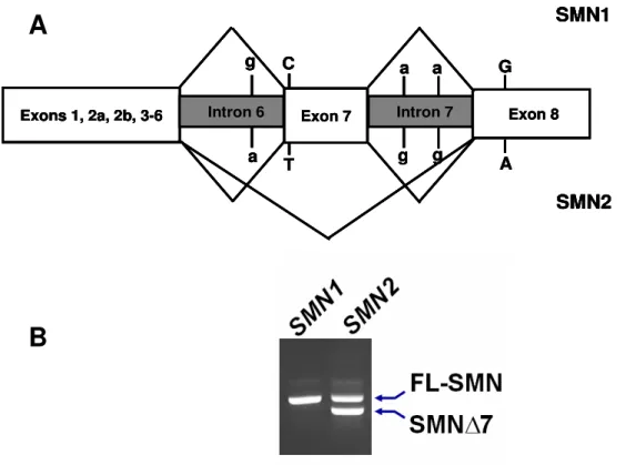 Abbildung  1:  (A)  Schematische  Darstellung  der  fünf  Nukleotidunterschiede  zwischen  der  SMN1  (oben)  und  der  SMN2-Genkopie  (unten)