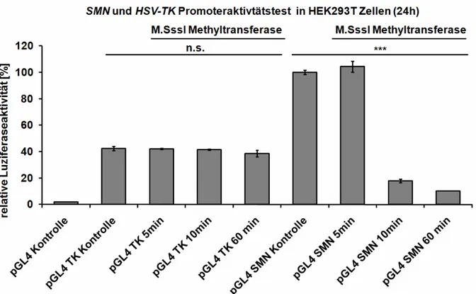 Abbildung  13:  Vergleich  der  SMN-Promotoraktivität  nach  Methyltransferasebehandlung  in  HEK293T  Zellen:  Die  Behandlung  des  TK  Promotors  für  60  Minuten  bewirkt  nur  eine  minimale  Reduktion  der  Promotoraktivität  um  10%  im  Vergleich  