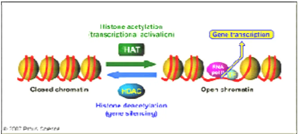 Figure  8  The  antagonistic  functions  of  histone  acetyltransferases  and  histone  deacetylases  (adapted from (Graul et al