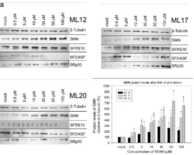 Figure  13 Increase of SMN and alteration of splicing factor protein levels in fibroblast cell lines  from SMA patients after treatment with increasing concentrations of M344 (0.5–100 µM) for 64 h