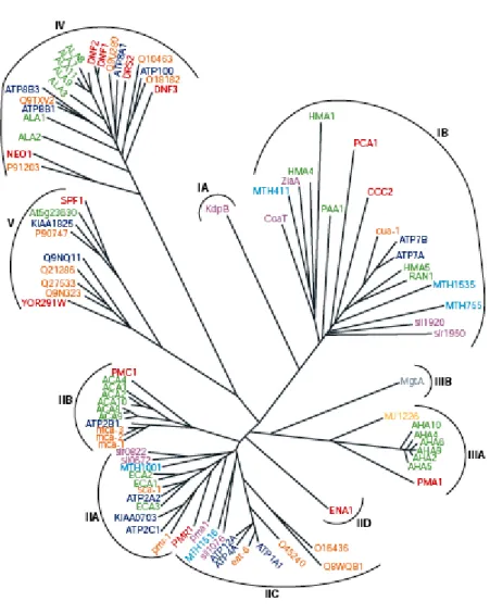 Abbildung 1-4: Dargestellt ist ein phylogenetischer Baum der Familie der P-Typ ATPasen, nach Axelsen und  Palmgren,  1998