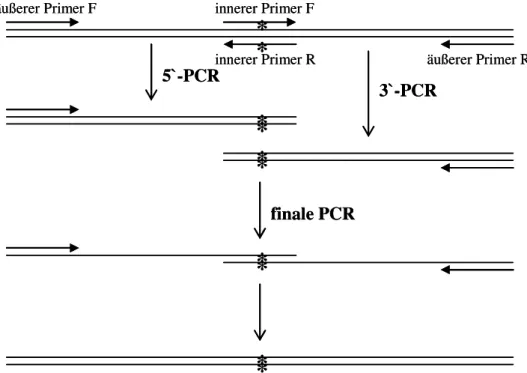 Abbildung  2-1:  Darstellung  des  Prinzips  der  SOE-PCR.  Zunächst  erfolgt  die  Amplifikation  der  5`-  und  3`-Hälften  mit  jeweils  einem  inneren  und  einem  äußeren  Primer  in  getrennten  Reaktionen