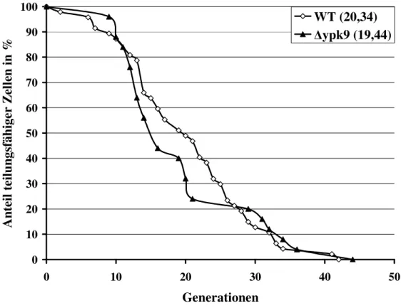 Abbildung 3-10:  Dargestellt ist die replikative Lebensspanne anhand von N=25 Zellen für den ∆ypk9-Stamm  und N=47 Zellen für den WT-Stamm