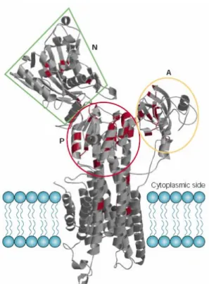 Abb. 1.2: Schematische Darstellung der sarkoplasmatisch retikulären Ca 2+ -ATPase SERCA