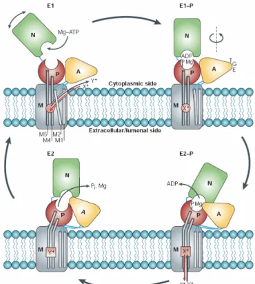 Abb. 1.3: Schematische Darstellung des Funktionsmechanismus der P-Typ ATPasen unter  Berücksichtigung der veränderten räumlichen Orientierung der vier funktionellen Bereichen  Phosphorylierungsdomäne (P), Aktuatordomäne (A), Nukleotidbindedomäne (N) und  M