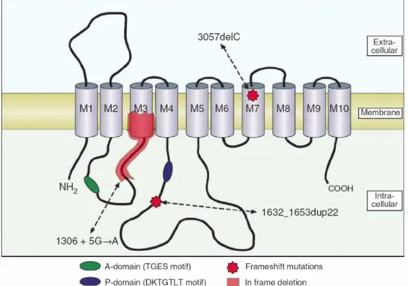 Abb. 3.2: Dargestellt ist die putative Topologie von ATP13A2. Für das Protein werden zehn  Transmembrandomänen vorhergesagt