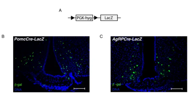 Figure 7: Verification of Cre-mediated recombination in PomcCre and AgRPCre mice. 