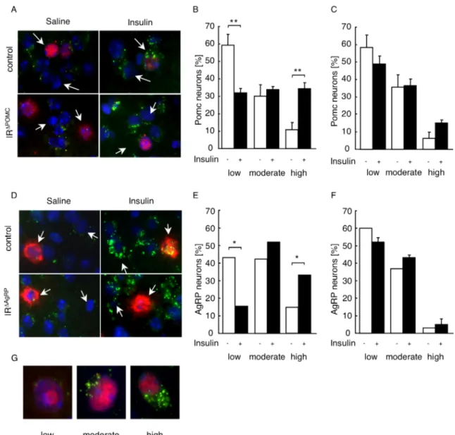 Figure 12: PIP3 formation in hypothalamic neurons of control, IR ∆POMC  and IR ∆AgRP  reporter mice