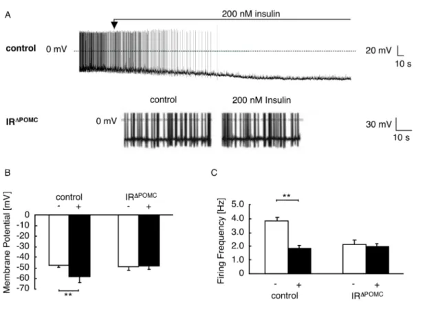 Figure 14: Effects of insulin on electrical activity of control and IR Δ POMC -Z/EG neurons