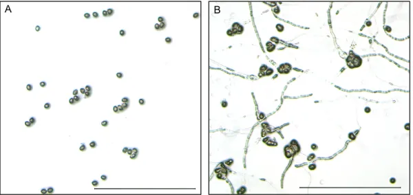 Figure 2. Comparison between the in vitro pollen germination of wild type pollen and MIKC* 