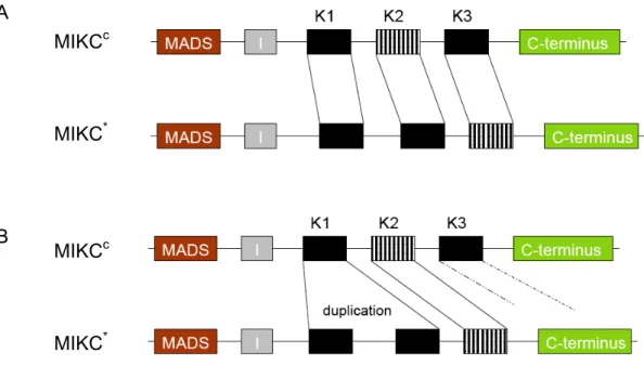 Figure 4. A comparison of 2 alternative alignments between MIKC c  and MIKC* genes with a  simplified gene exon-intron structure