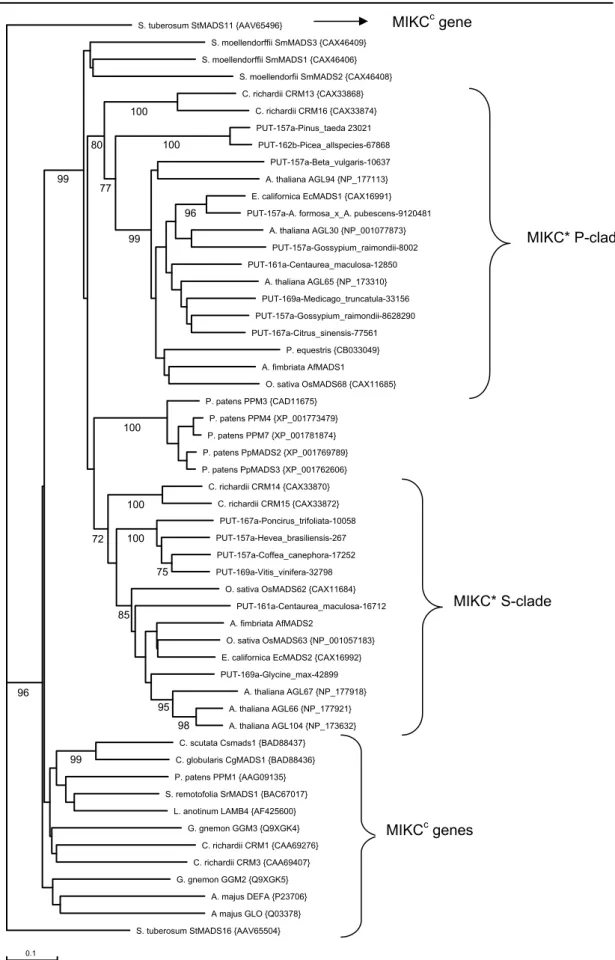 Figure 6. Unrooted neighbour joining tree of MIKC* and MIKC c  genes based on the alignment given in  supplemental figure S1