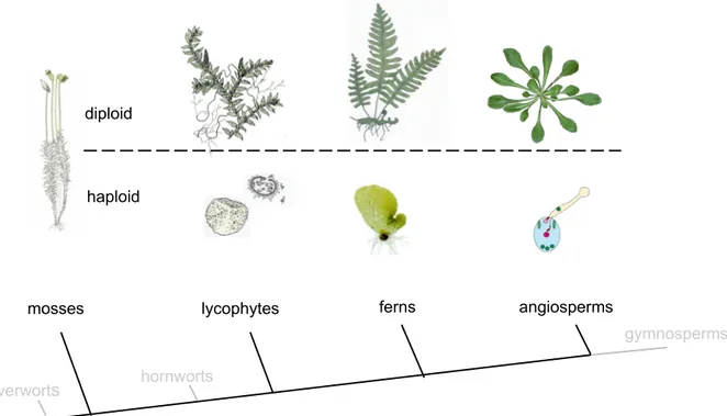Figure 1. Different sporophytes and gametophytes from a selection of land plants. Bryophytes  (liverworts, mosses and hornworts) have a dominant haploid phase